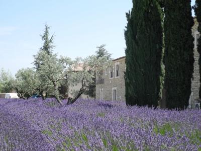 Provence je známá především svými levandulovými poli